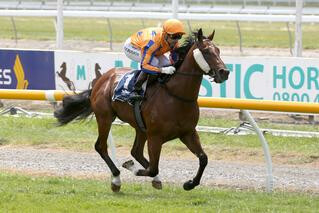 Al Hasa (NZ) dominates the Welcome Stakes at Riccarton. Photo: Race Images Chch.